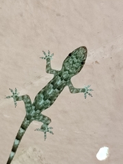 Hemidactylus mabouia