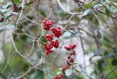 Smilax aspera