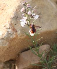 Rhodanthidium sticticum