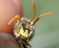 Nomada nobilis