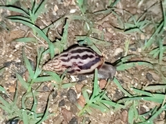 Limicolaria flammea