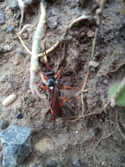 Ichneumon sarcitorius