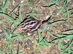 Limicolaria flammea