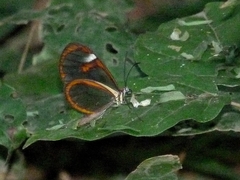 Ithomia agnosia