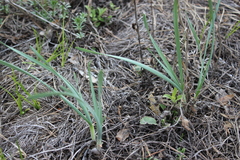 Allium rubens