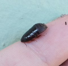 Pycnoscelus surinamensis