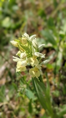 Dactylorhiza insularis