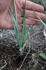 Allium rubens