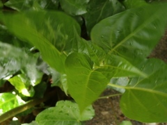 Mirabilis