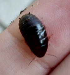 Pycnoscelus surinamensis