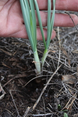 Allium rubens