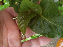 Mirabilis