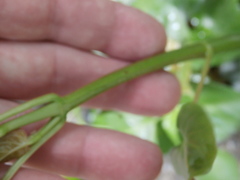 Mirabilis