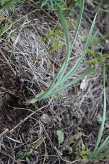 Allium rubens