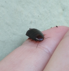 Pycnoscelus surinamensis