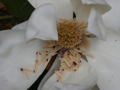 Magnolia grandiflora