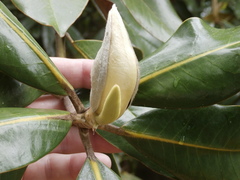 Magnolia grandiflora