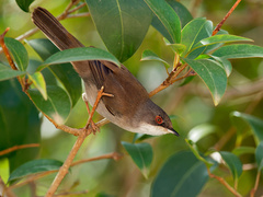 Curruca melanocephala