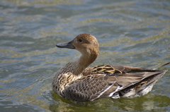 Anas acuta