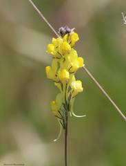 Linaria simplex