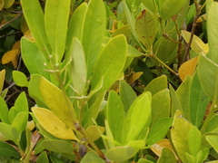Angiospermae