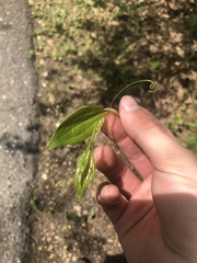 Smilax tamnoides
