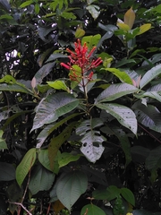 Isertia coccinea