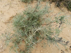 Astragalus brachylobus