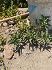 Ambrosia ambrosioides