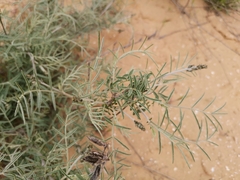 Astragalus brachylobus