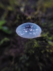 Mycena cyanocephala
