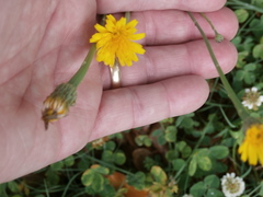 Hypochaeris radicata