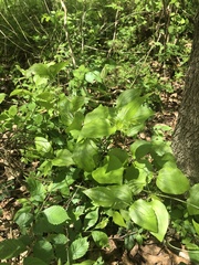 Smilax tamnoides