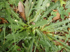 Hypochaeris radicata