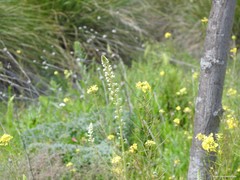 Reseda stricta