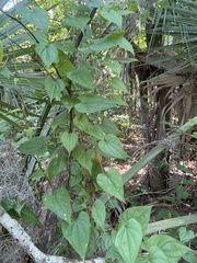 Dioscorea floridana