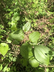 Smilax tamnoides