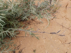Astragalus brachylobus