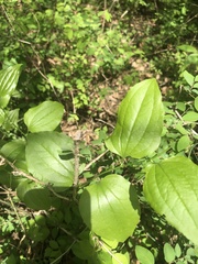 Smilax tamnoides