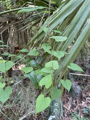 Dioscorea floridana