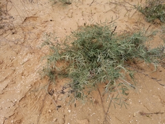 Astragalus brachylobus