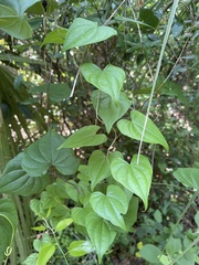 Dioscorea floridana