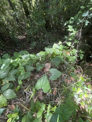 Dioscorea floridana