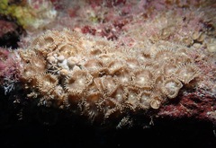 Palythoa heliodiscus