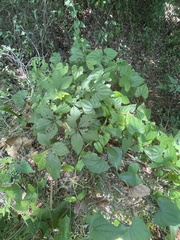 Dioscorea floridana