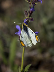 Zegris eupheme