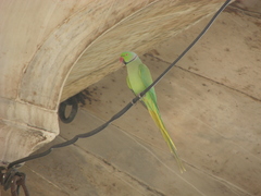 Psittacula krameri