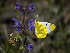 Zegris eupheme