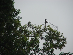 Ocyceros birostris
