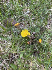 Tussilago farfara